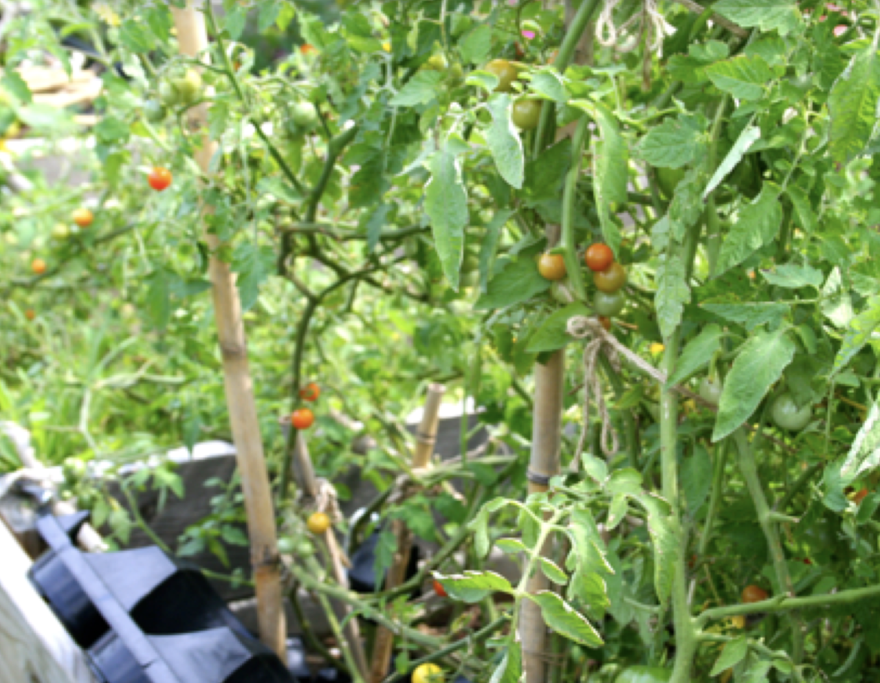 Urban Agriculture in New Brunswick Ralph W. Voorhees Center for Civic